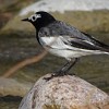 Masked Wagtail (Motacilla personata) resembles the White Wagtail known from Europe. The White Wagtail breeds only in northern steppes and forest-steppes in Kazakhstan, on all other territory occurs on migration. The Masked Wagtail breeds in southern and eastern Kazakhstan and in all other countries of central Asia.